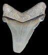 Serrated, Angustidens Tooth - Megalodon Ancestor #56648-1